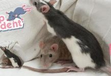 How to protect unwanted rodent intrusions?your home from