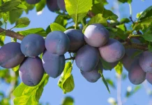8 Reasons Your Plum Tree Fails